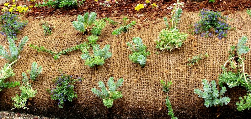 Vegetative Stabilization in Progress